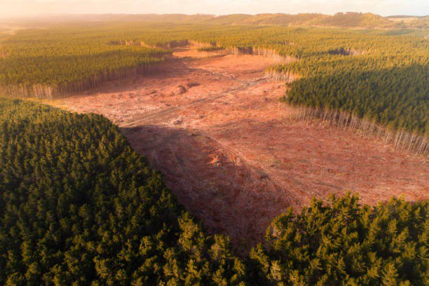 Всемирная проблема вырубки лесов